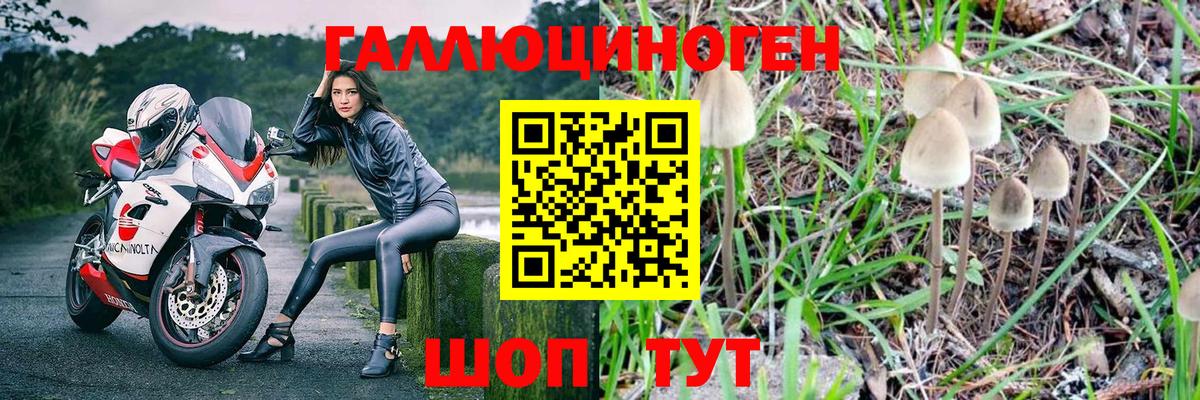 Псилоцибиновые грибы мухоморы  что такое   Звенигород  Вход с VPN  Галлюциногенные грибы Psilocybine cubensis 