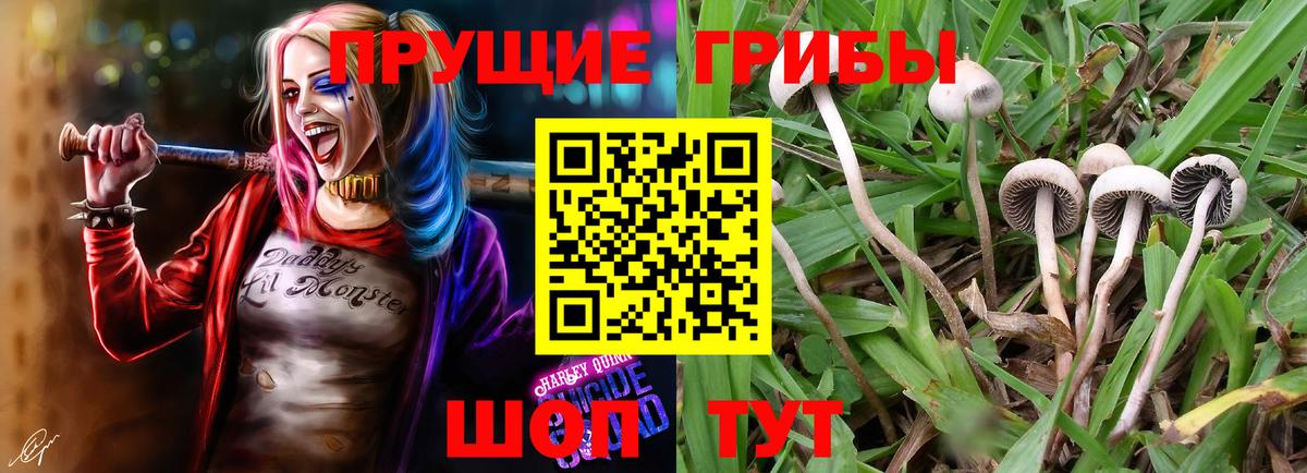 Галлюциногенные грибы Psilocybe Звенигород
